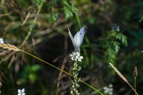 butterfly on white flowers plants