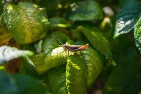 grasshopper on a green leaf of a plant in the garden
