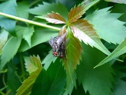 wonderful Flies Leaves