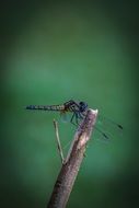 dark blue dagonfly