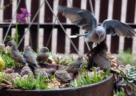 Pigeon Garden Bird