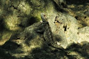 bearded dragon on the rock in the shadow