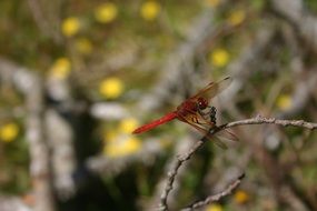 orange Dragonfly