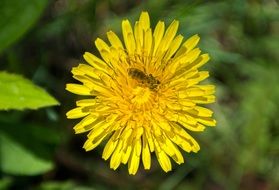 wasp on spring dandelion