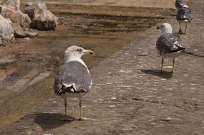 seagulls on the beach in morocco