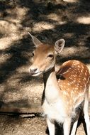 wild young deer