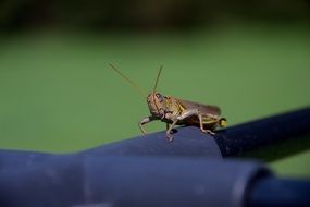 green Grasshopper macro