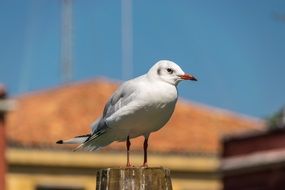 seagull on a pier in Venice