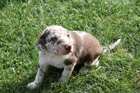 spotted puppy on green grass close up