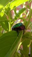 green beetle in the garden