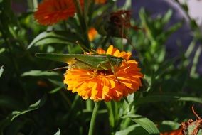 dragonfly on an orange flower