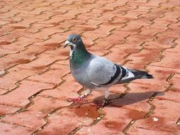 pigeon on pavement