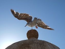 seagull in flight over the dome