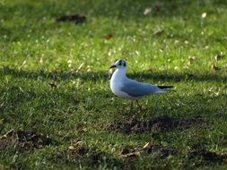 seagull on the grass