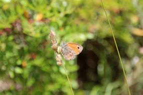 orange brown butterfly on the wild grass