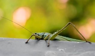 strikingly beautiful Grasshopper Green Insect