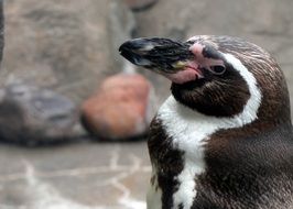 photo of penguin on a background of stones