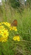 strikingly beautiful Netherlands Butterfly