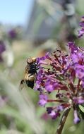 Insect on the purple flowers in summer