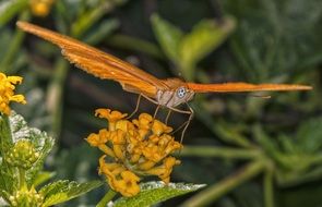 orange butterfly on the orange flower in summer