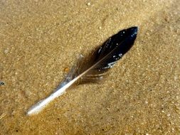 black feather of a bird in the sand