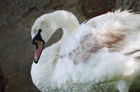 gracile white swan