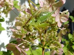 green grasshopper on the garden flower