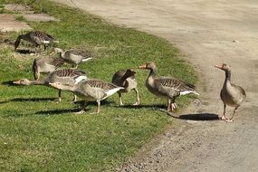 wild geese near the road