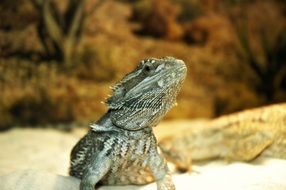 cold-blooded bearded dragon in an aquarium