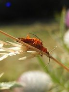 leaf insect in france close-up on blurred background