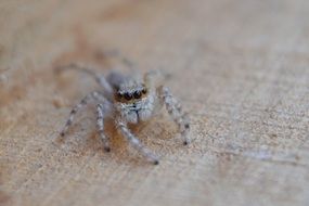 charmingly cute Spider Insect Macro
