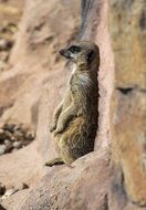 meerkat among stones in the natural environment