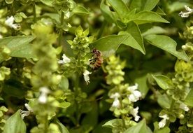 bee in spring garden