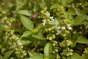 bee flies over a field with basil