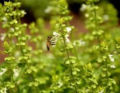 bee pollinating garden plant