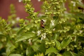 bee sits on a flower of basil