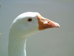 White goose head with orange beak, side view