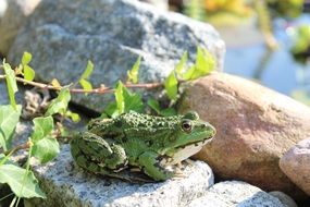 green frog sitting on the stone