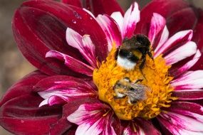 bee on the dahlia blossom