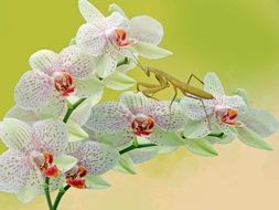 Mantis Orchid Flower