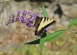 tiger swallowtail in wildlife