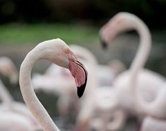 elegant pink flamingos