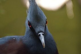 close up photo of Western crowned pigeon's Head