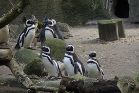 Penguins behind the enclosure