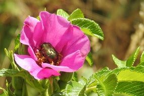 huge beetle on the wild rose