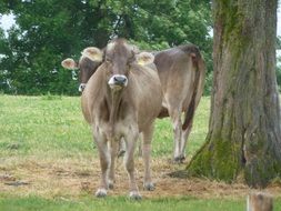 cows on the meadow in Bavaria