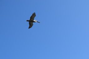 Pelican in the sky