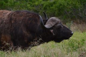 Africa Safari Buffalo