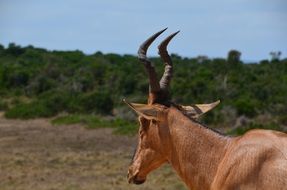 Africa Safari Wild Animal