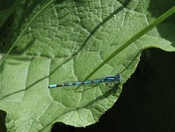 Blue dragonfly on the green leaf close-up
